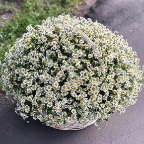 Композиция в корзине из 151 ромашки в Видном