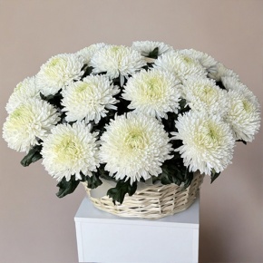 Композиция в корзине из 25 хризантем Магнум в Видном
