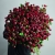 Монобукет из 75 кустовых роз Марун (70 см) в Видном Монобукет из 75 кустовых роз Марун (70 см) в Видном
