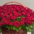 Композиция в корзине из 151 красной розы в Видном Композиция в корзине из 151 красной розы в Видном