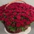 Композиция в корзине из 151 красной розы в Видном Композиция в корзине из 151 красной розы в Видном