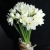 Букет из 25 нарциссов в Видном Букет из 25 нарциссов в Видном