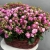 Композиция в корзине из 51 кустовой пионовидной розы в Видном Композиция в корзине из 51 кустовой пионовидной розы в Видном
